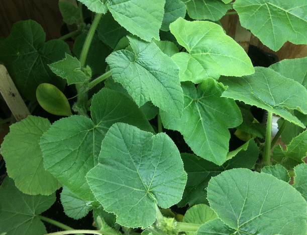 Fresh pumpkin leaves grown for traditional African cooking.